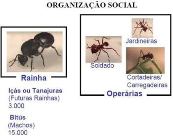 Controle de formigas cortadeiras (saúvas) com  termonebulizadores Pulsfog 