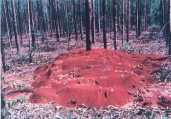 Controle de formigas cortadeiras (saúvas) com  termonebulizadores Pulsfog 